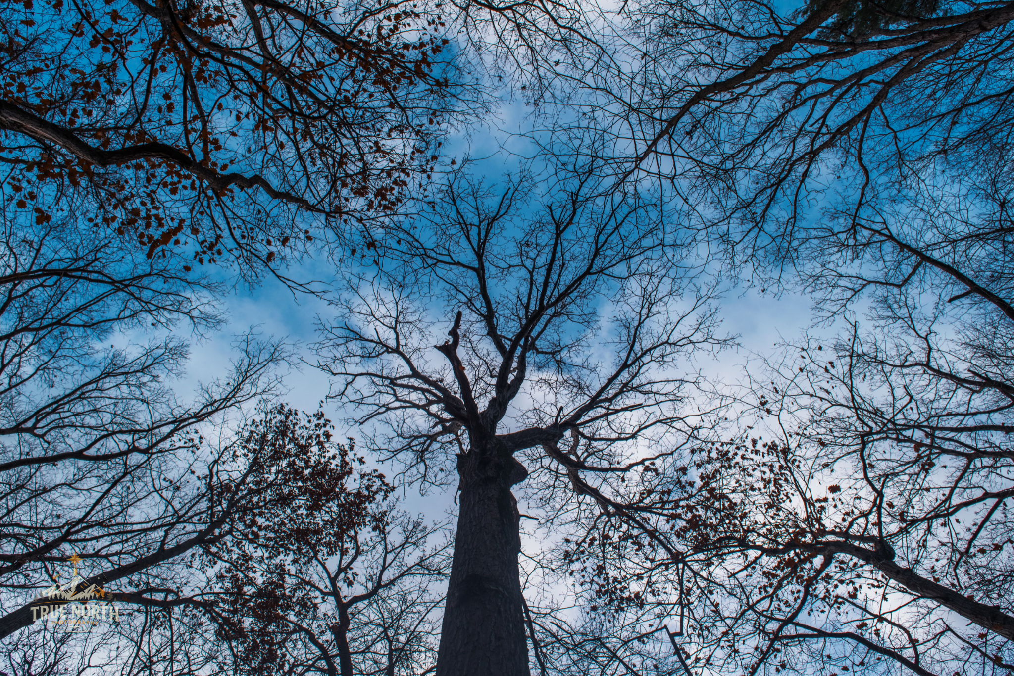 Where every branch tells a story.