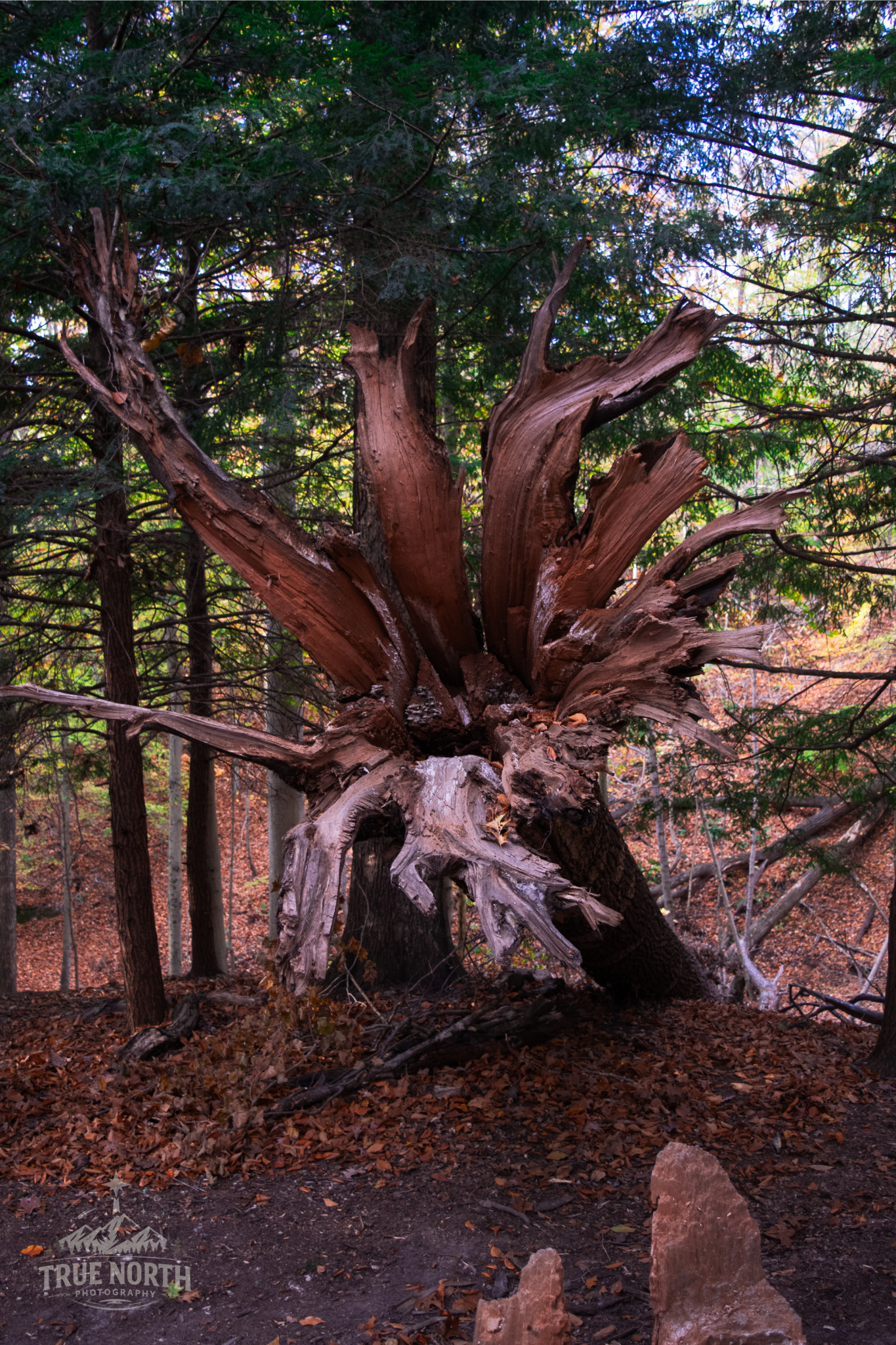 Weathered, broken, and still magnificent