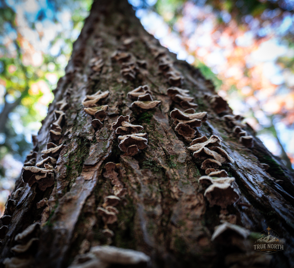 The forest is full of stories written in bark and time