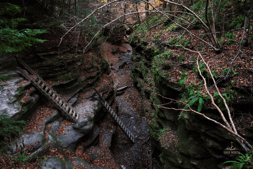 Lost in the woods, found in the moment.